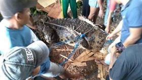 ▲印尼捕獲老鱷魚。（圖／翻攝自IG）