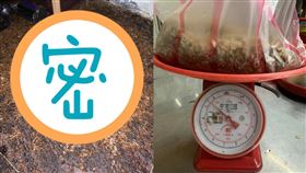 飛蟻,白蟻,大水蟻,屍海,密集恐懼(翻攝自 爆廢公社公開版)