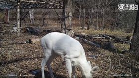 古代神獸竟現身！「白狍」林間悠閒覓食…高清影片流出
圖／翻攝自秒拍