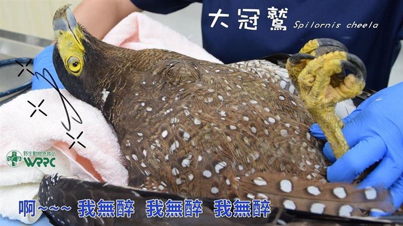 野生大冠鷲「酒醉路倒」噴飯真相曝光