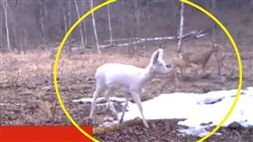 神獸,白麅,大陸,古代,乾隆（圖／翻攝自微博）