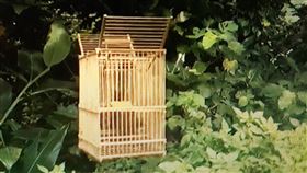 鳥籠放食物吸引巴丹綠繡眼　男稱餵鳥非捕鳥台東蘭嶼一名男子在樹上設置鳥籠，並放置食物吸引巴丹綠繡眼進入，被生態工作者問及狀況時強調是餵鳥非抓鳥；台東縣府獲報後，將調查男子是否有捕抓行為。（林青峰提供）中央社記者盧太城台東傳真　109年5月19日