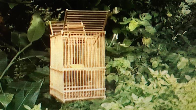疑用鳥籠誘食巴丹綠繡眼　男稱非誘捕