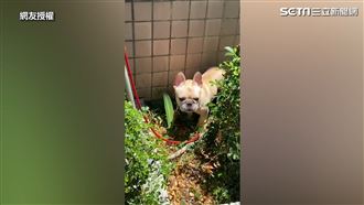 法鬥曝烈日  男辯稱：牠有皮膚病