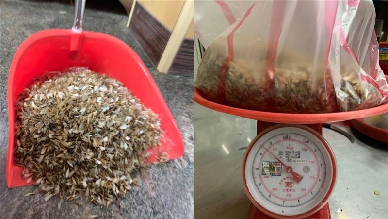 飛蟻空襲住宅　「蟲屍」重達430克