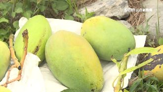 收成等3年！「芒果界LV」慘遭竊