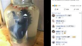 土龍,恐龍酒,塑化劑,GG,女兒紅,狀元紅