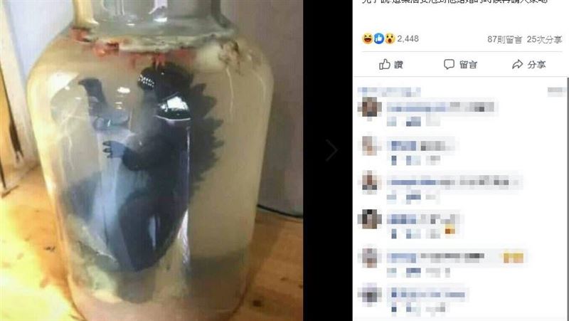 土龍酒還不夠威！兒子親釀「恐龍酒」