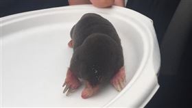 爆廢公社,鼴鼠
https://www.facebook.com/photo.php?fbid=316118969374669&set=pcb.2756358574510771&type=3&theater&ifg=1