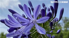 朝聖,內雙溪自然中心,愛情花,紫色花海
圖／翻攝台北市大地工程處官網