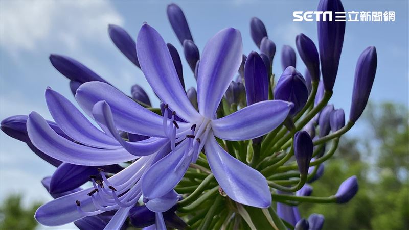 愛情迫降內雙溪　紫色花海超好拍