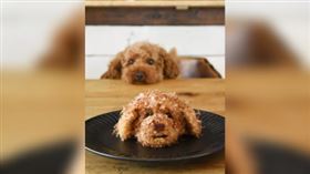 紅貴賓本尊看到飯糰後傻住趴在桌上。（圖／翻攝自のん推特） 

https://twitter.com/nonnonlalalala/status/1262324597703077890