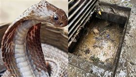 水溝,線西鄉,蛇,老鼠,惡臭,寓埔村,彰化（翻攝自鄉民代表黃泯嘉
）