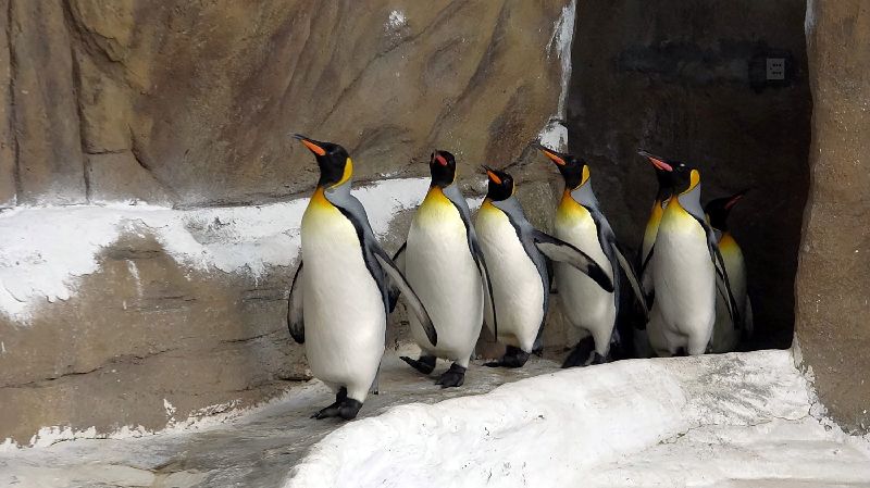 企鵝腳傷　動物園3D列印製防護鞋套