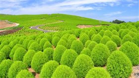 ▲茨城縣掃帚花將登場　盼疫情快結束好迎賓（圖／茨城縣政府提供）
