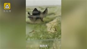 大陸,黑龍江,蝙蝠,魚缸,鳳尾魚,獵食（圖／翻攝自梨視頻）