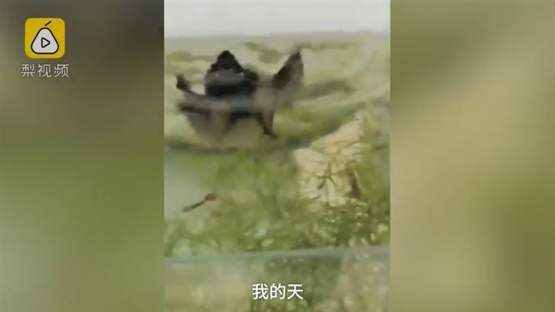 蝙蝠夜闖民宅　屋主驚呆：魚被吃了