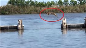 跑酷神獸！山貓「超扯彈跳」飛躍湖堰 美國,跑酷,山貓,bobcat,彈跳力,Pecan Island 翻攝自YouTube ViralHog