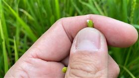 強降雨報到　台東農改場提醒農友慎防災損台東地區正值稻米抽穗開花期至乳熟期，近期滯留鋒面影響帶來強降雨，恐致災，農委會台東區農業改良場提醒農民務必做好防範。中央社記者盧太城台東攝　109年5月20日