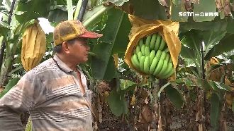 蕉價慘跌！綠委揭超扯價差疑人為壟斷