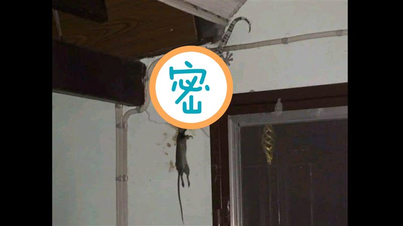 家見「巨獸壁虎」活吞老鼠…眾人嚇爆