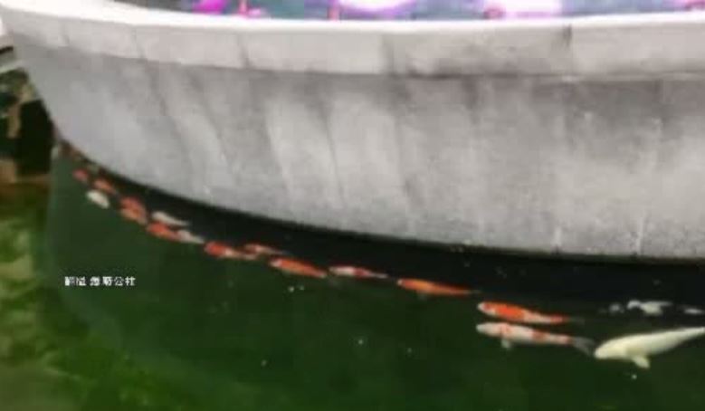 43尾錦鯉順時鐘　他見超扯細節驚呆