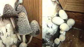  中國　住新家半年瘋狂長蘑菇。（圖／翻攝自微博）
