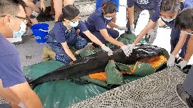 小抹香鯨擱淺徹夜救援　上午野放回歸大