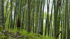 南投林管處推疫情紓困　國有林地租金主動減免南投林管處國有林出租地租金考量疫情延至10月1日起開徵，且供農業使用的國有林租地今年租金及副產物價金免收，其他用途使用則減收2成，響應政府紓困。（南投林管處提供）中央社記者蕭博陽南投縣傳真　109年5月21日