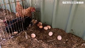 頂新合德基金會(業配勿用)