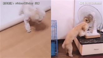 牠藏錢畫面曝光　聰明行徑網呼：超神