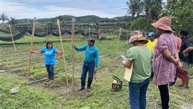 小米鳥害防制有撇步　專家建議架設防鳥網近日農民為驅趕搶食小米的鳥類絞盡腦汁，農委會台東區農業改良場提供友善驅鳥方式，建議改用防鳥網，經實地試驗是目前效果最好的防鳥措施。（台東農改場提供）中央社記者盧太城台東傳真　109年5月21日