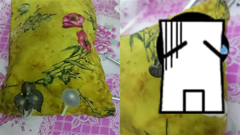 他的小枕頭：長出香菇了…照曝網狂嘔