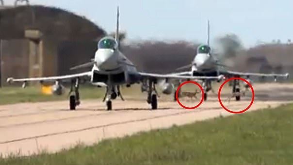 戰鬥機起飛中　「高速公鹿」穿越跑道