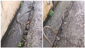 屏東,蛇,高樹鄉菜寮村,水溝,游泳（圖／翻攝自黑色豪門企業）