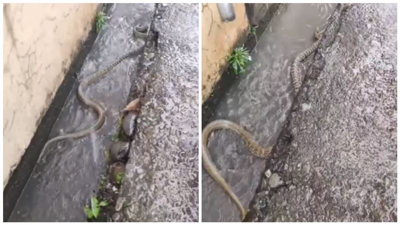 豪大雨炸屏東　路邊水溝驚見巨蛇游泳