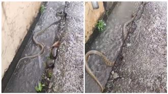 豪大雨炸屏東　路邊水溝驚見巨蛇游泳