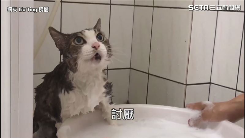 喵星人講人話求饒　不想洗澡嬌喊討厭