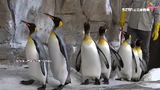 繁殖季要到了！國王企鵝晨走訓練腳力