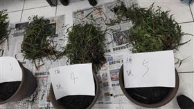 藥材,盆栽.牛奶埔,偷竊,大媽(翻攝自 爆怨公社)