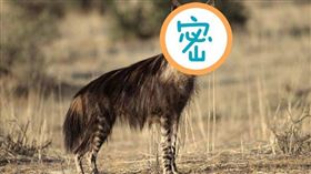 ▲鬣狗（圖／翻攝自百度百科）