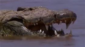 非洲,尼羅鱷,蒲隆地,古斯塔夫,Gustave。(圖/翻攝自AG youtube)