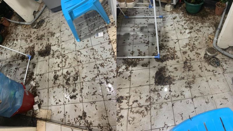 南部暴雨！他家湧上千飛蟻…童喊救命