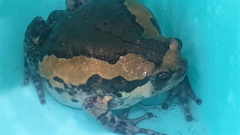 大雨闖怪蛙求解　台南人驚：蛇都怕牠