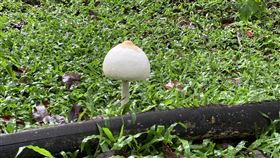 誤食,野菇,南投,埔里基督教醫院,埔里,中毒,中興大學實驗林,草地,易碎白鬼傘菇（圖／翻攝畫面）