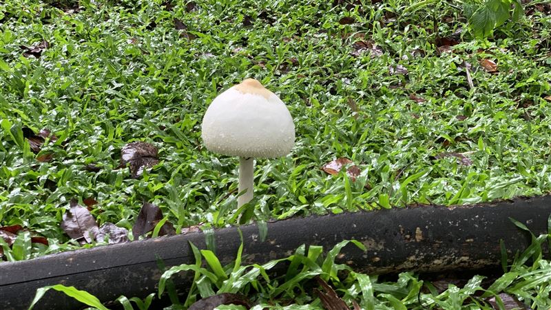 男採野菇回家煮湯　一家5口險喪命