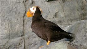 繁殖季的海鸚鵡。（圖／國立海洋生物博物館提供）