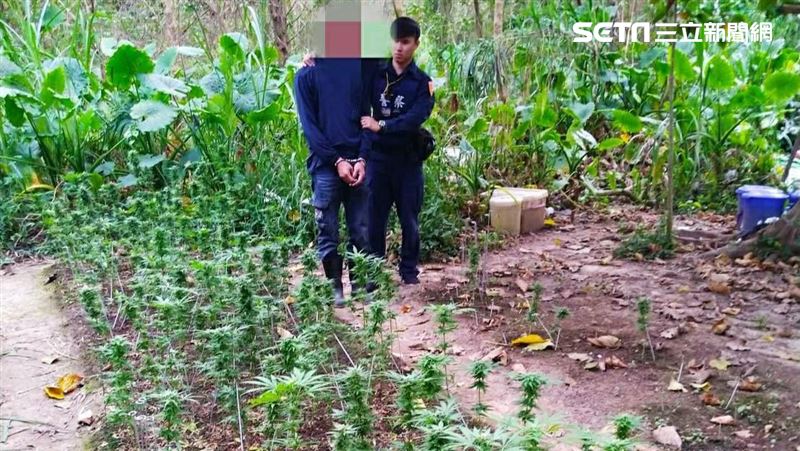 開心農場？屏東男「水利地」上種大麻