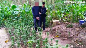 開心農場？屏東男「水利地」上種大麻