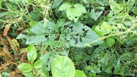 苗栗斜紋夜蛾爆量繁殖  危害農作苗栗縣部分區域出現大量斜紋夜蛾，由於斜紋夜蛾為夜行性農業害蟲，嚴重危害農作，苗栗縣農業處呼籲農友加強防治，避免孳生蟲源。（苗栗縣政府農業處提供）中央社記者管瑞平傳真  109年5月22日